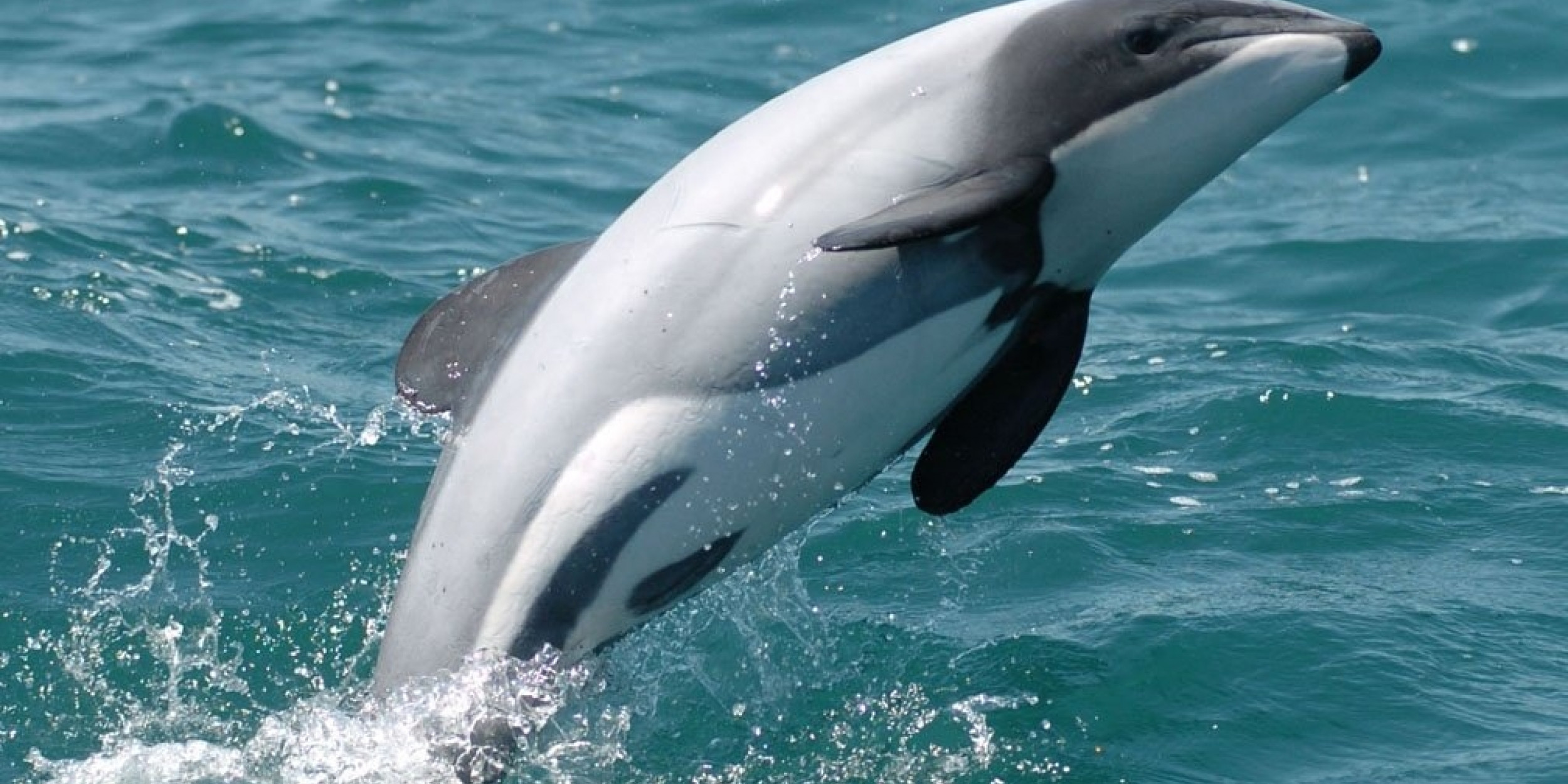 Let’s Save Hector And Māui Dolphins | Forest And Bird